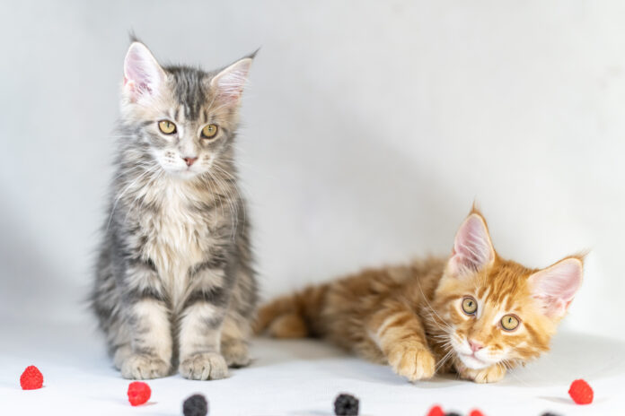 chats tigrés