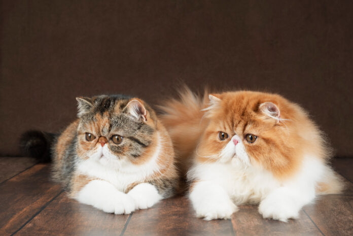 faits étonnants sur les chats