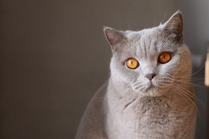 chat malade