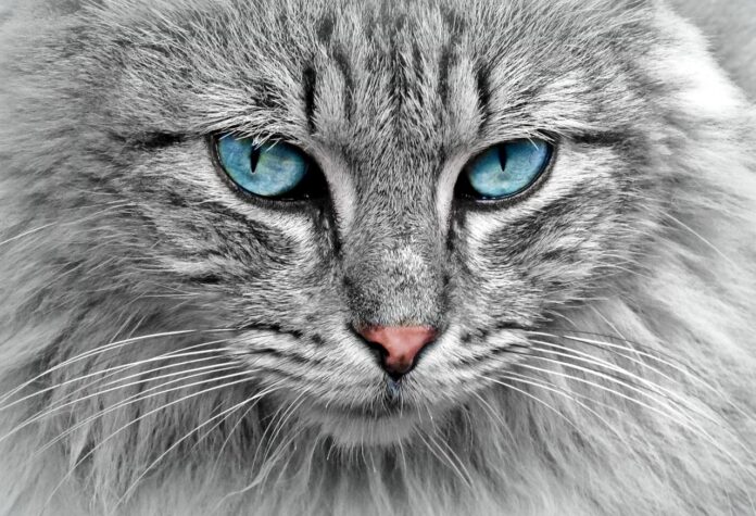 Maladies du chat