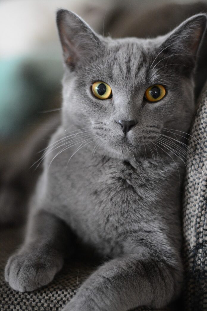 stérilisation des chats