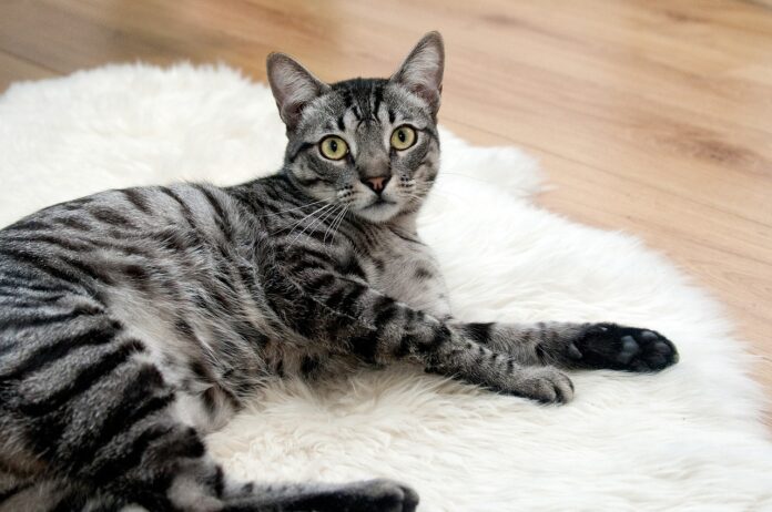 chat