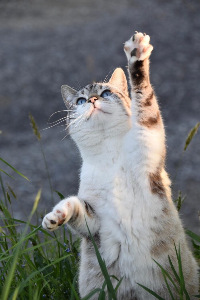 Alimentation naturelle pour chat