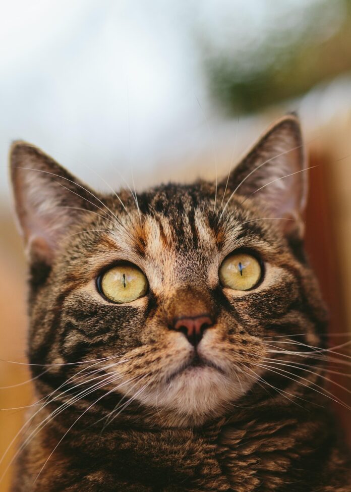 chat