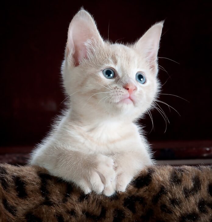 Adopter un chaton