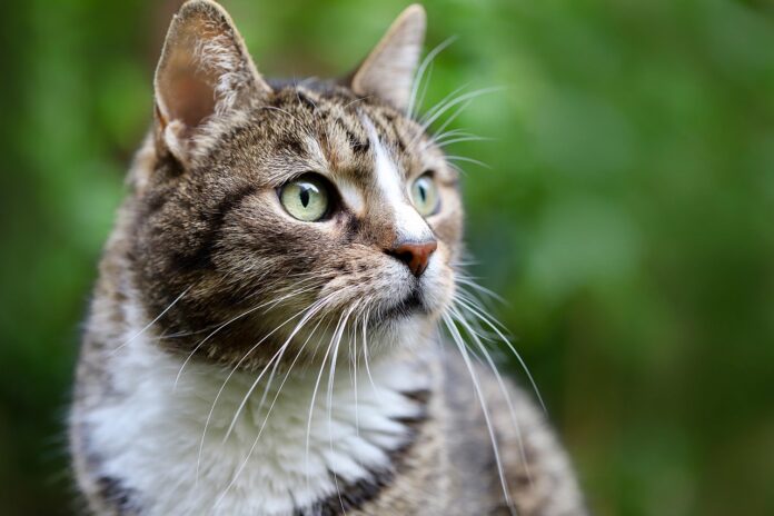 Anxiété chez le chat