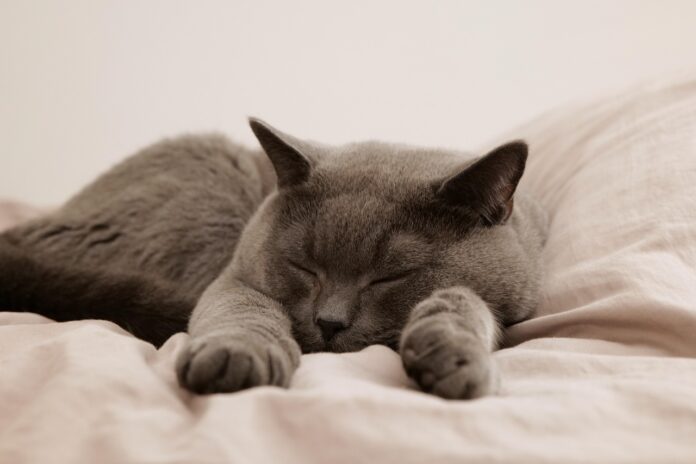 votre chat vous aime