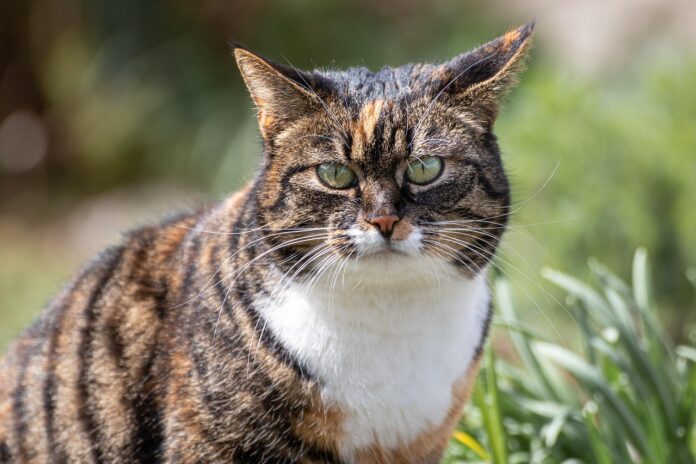 vieux chat