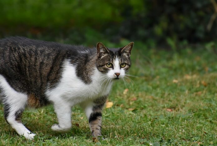 disparitions de chats