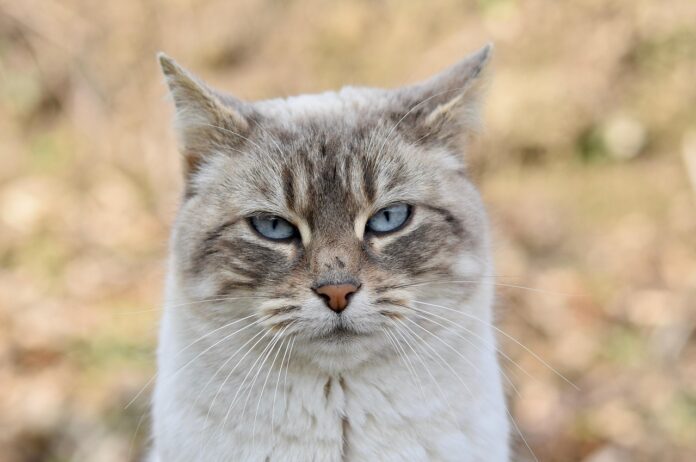 Chat disparu
