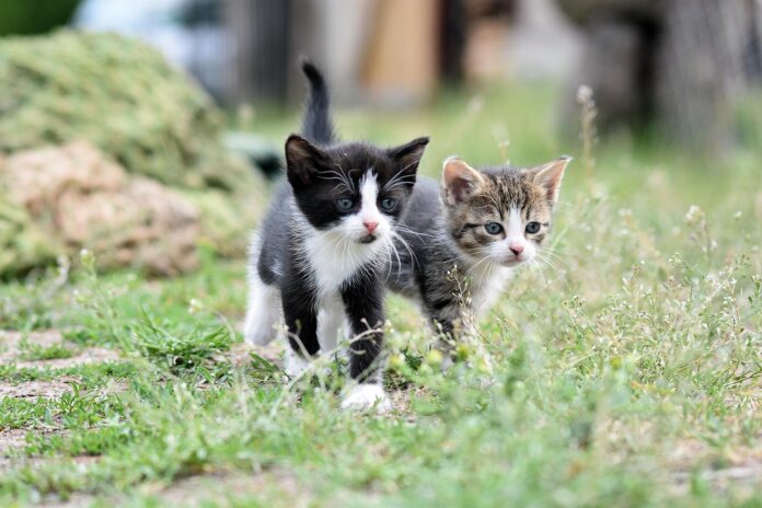 Croquettes pour chat