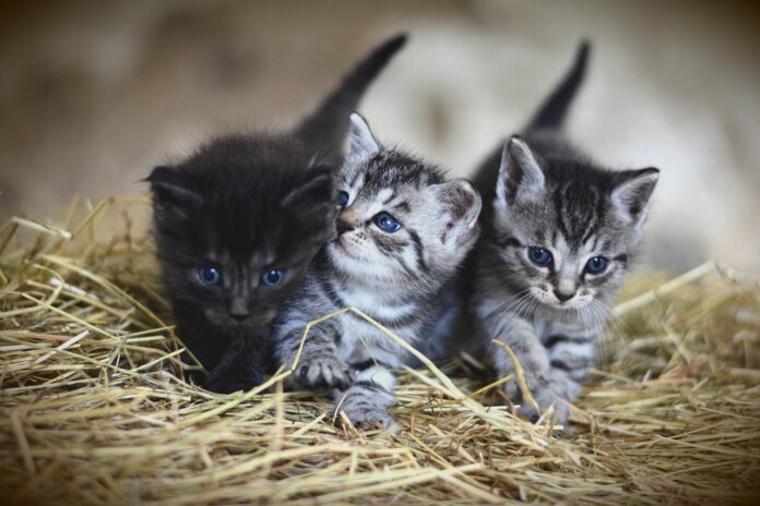 chats tigré blanc et gris