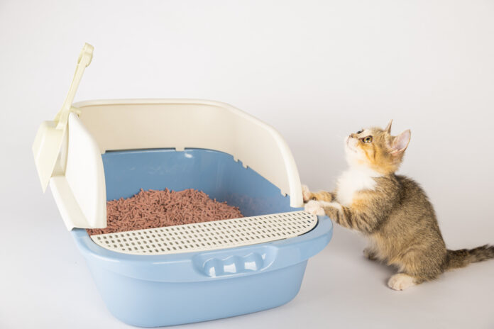 Litière chat