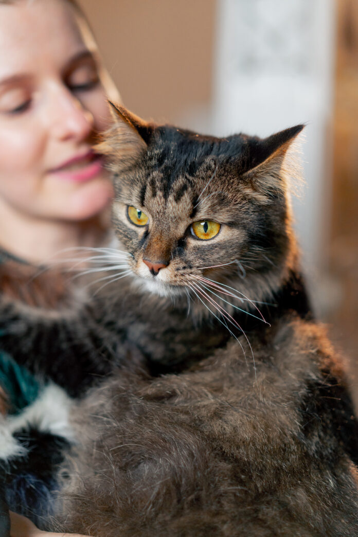 Assurance santé chat