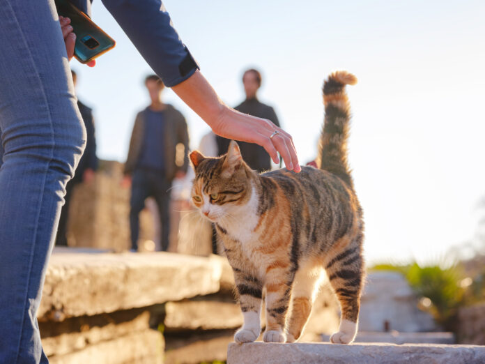 Adopter un chat