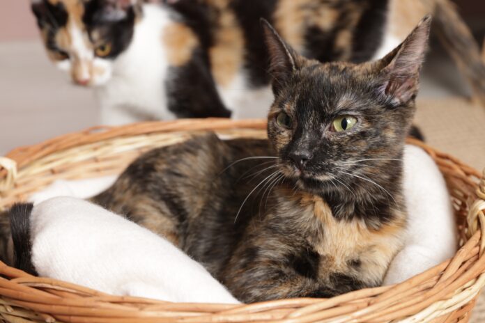 Mon chat ne m'écoute pas