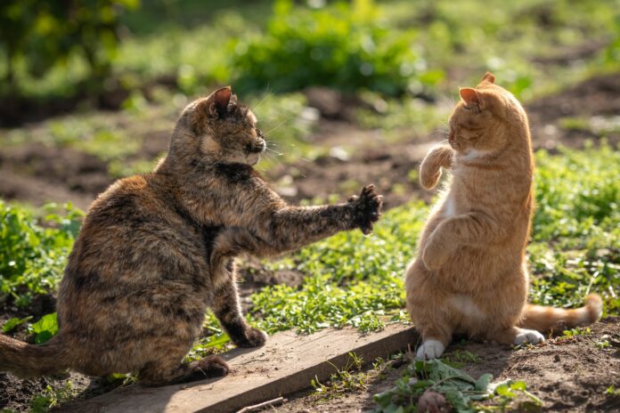 Stress chez le chat