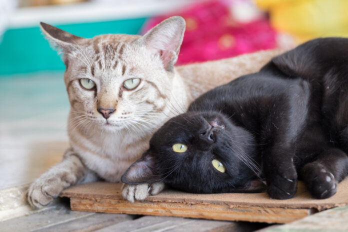 Adopter un chat adulte