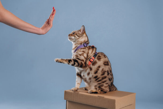 Dresser son chat