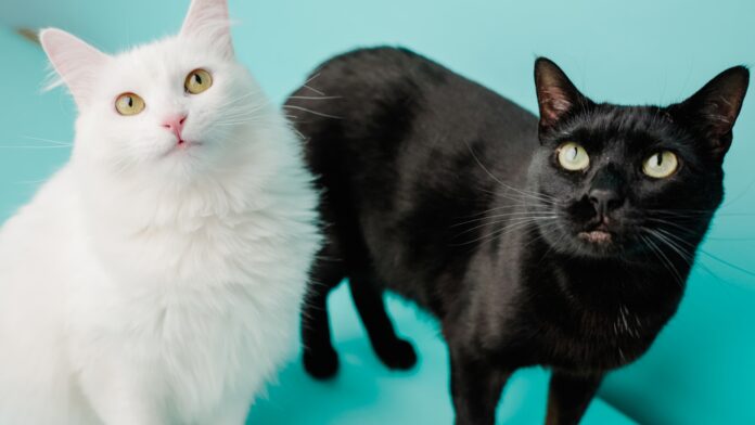 La vie du chat La vie du chat